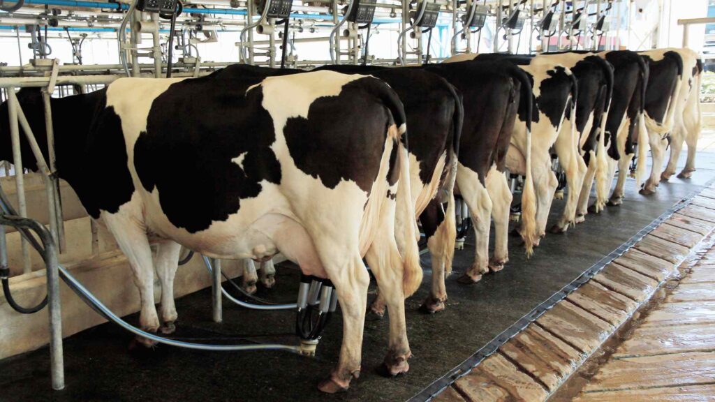 Producción de Leche